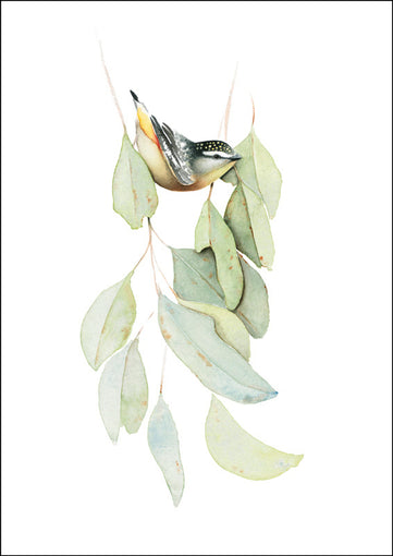 Nadine Dudek - A Lady in the Leaves Spotted Pardalote  (Extra Images shown are different sizes and prices)