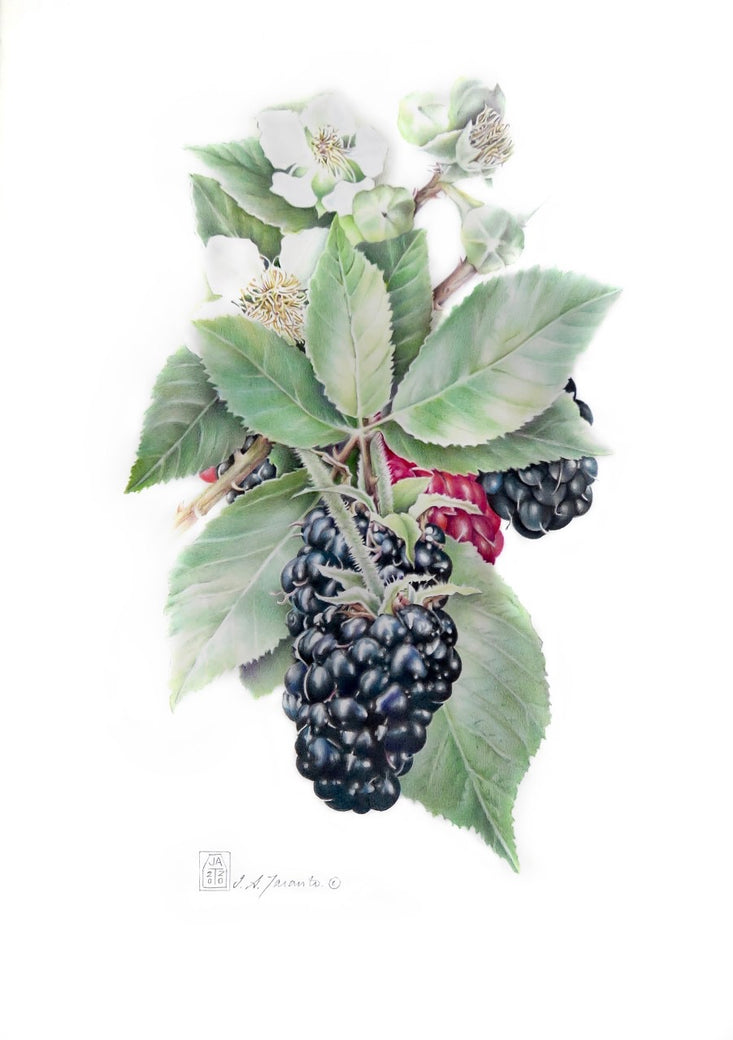 Jennifer Taranto - Blackberries