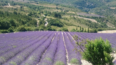 Lavender Fields near St May - PRICES SUBJECT TO CHANGE